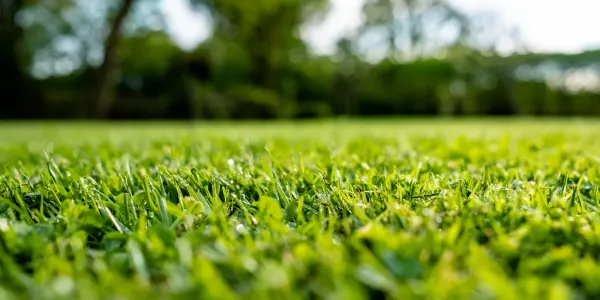 healthy green lawn