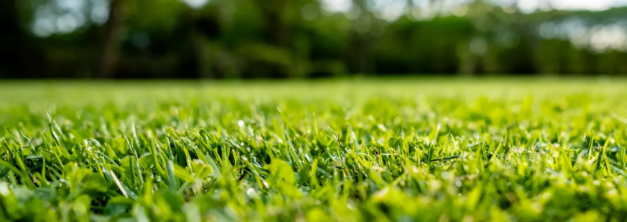 healthy green lawn