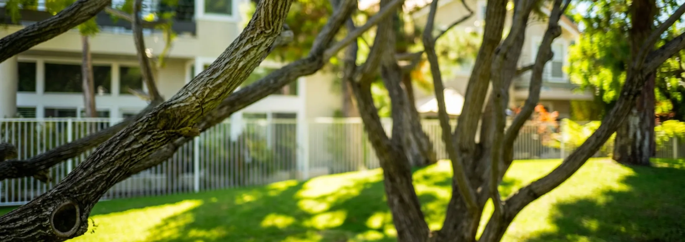 trees in front yard