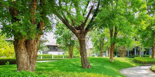 healthy trees
